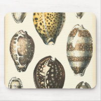Coquillages De Forme Unique
