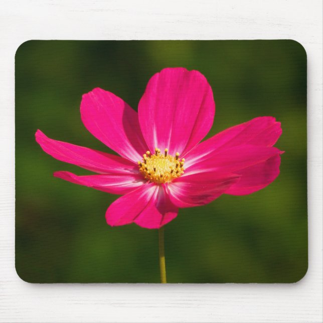 Tapis De Souris Cosmos roses (Devant)