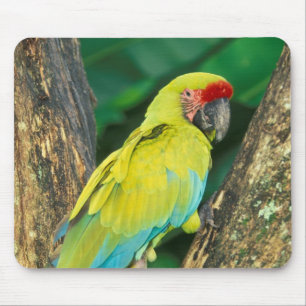 Tapis De Souris Costa Rica, Ara Ambigua, Great Green Macaw.