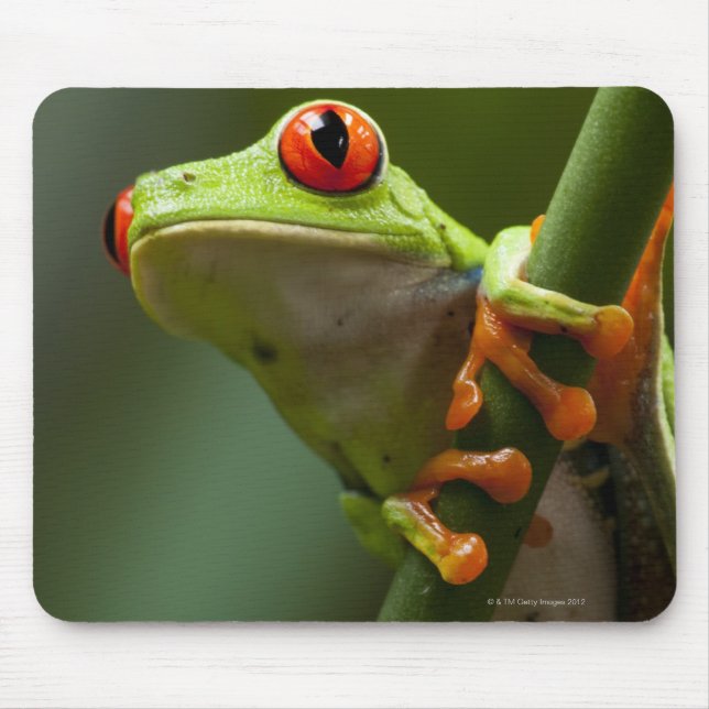 Tapis De Souris Costa Rica, Monteverde, Grenouille des arbres roug (Devant)