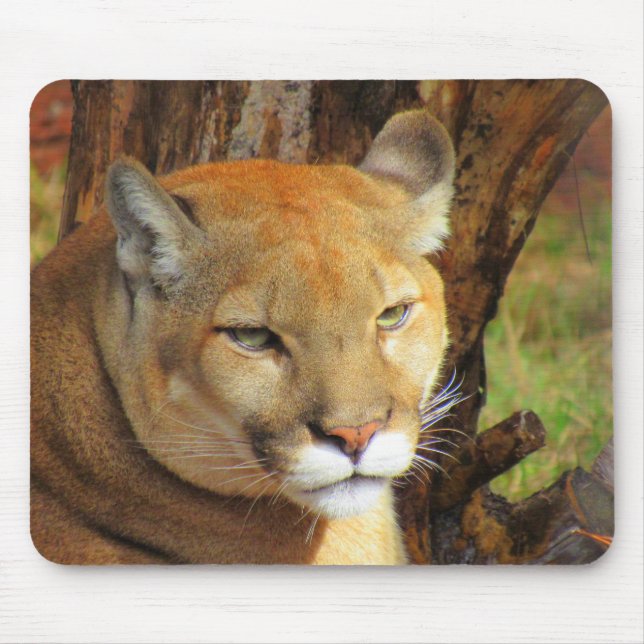 Tapis De Souris Cougar / Florida Panther - Souris (Devant)