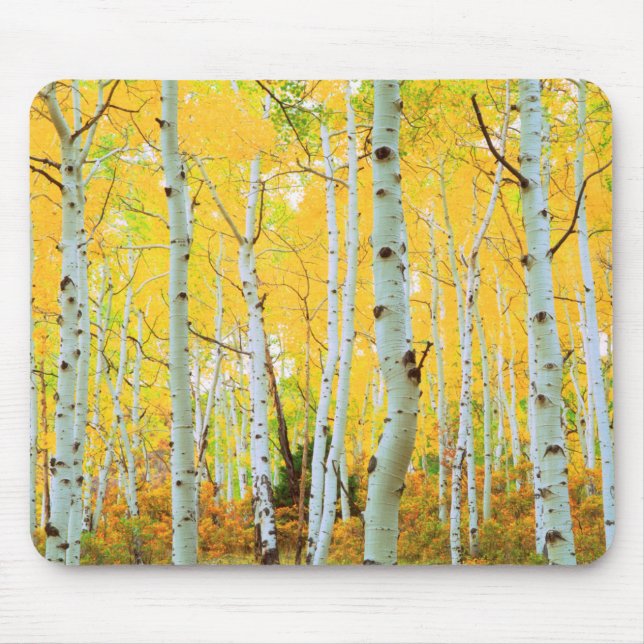 Tapis De Souris Couleurs automnales des arbres d'Aspen 1 (Devant)