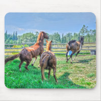 Courir Pinto Peinture Gelding & Stallions châtaign