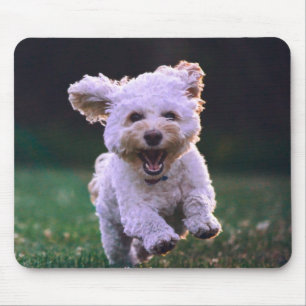 Tapis De Souris Courir un chien blanc de caniche mignon chien