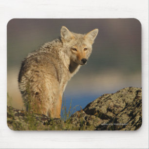 Tapis De Souris Coyote