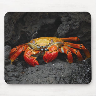 Tapis De Souris Crabe coloré