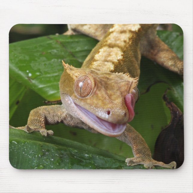 Tapis De Souris Crested Gecko (Devant)