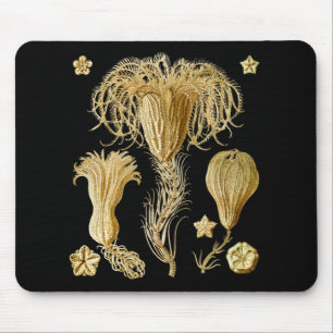 Tapis De Souris Crinoids