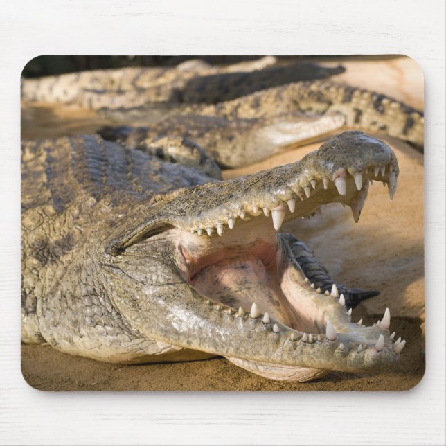 Tapis De Souris crocodile (Devant)