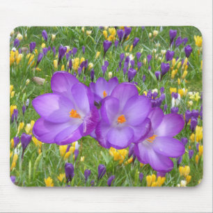 Tapis De Souris Crocus jaunes et violets