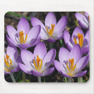 Tapis De Souris Crocus violets ensoleillés