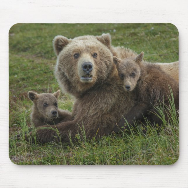 Tapis De Souris Cubs d'ours Brown se léchant avec leur mère (Devant)