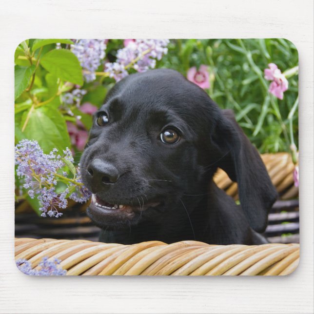 Tapis De Souris Cuisine Black Labrador Retriever Chien Chiot Chiot (Devant)