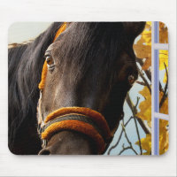 Curieux Cheval À Travers La Fenêtre De La Cuisine