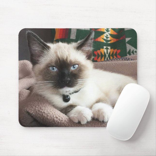Tapis De Souris Cute Blue Oyed Siamese Kitten Photo (Avec souris)