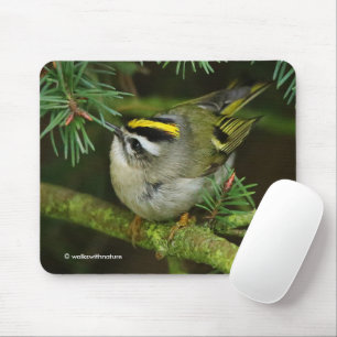 Tapis De Souris Cute Kinglet Songbird Causes Stir in the Fir