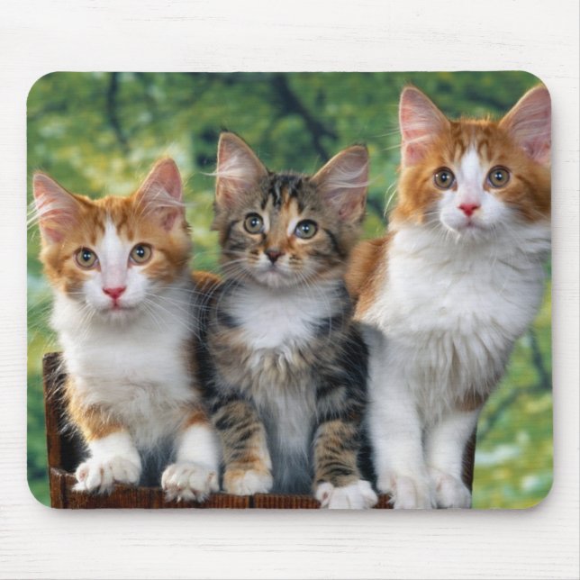 Tapis De Souris cute-kittens-with-nature-backgrounds_jpg 3 (Devant)