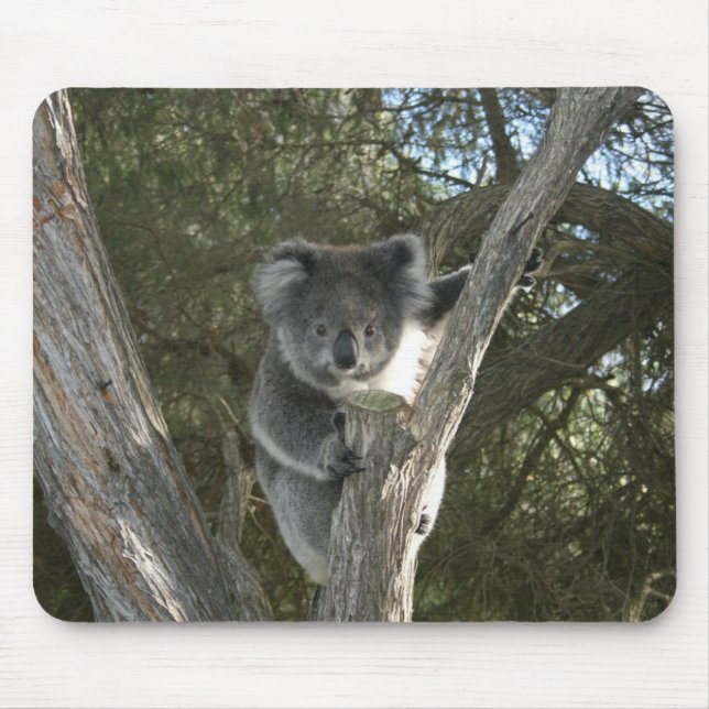 Tapis De Souris Cute Koala Climbing a Tree Photo (Devant)