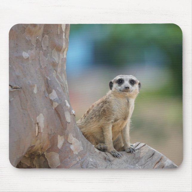Tapis De Souris Cute Meerkat Sat sur arbre (Devant)