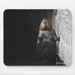 Tapis De Souris Cute Standing Wild Beaver Photo Faune