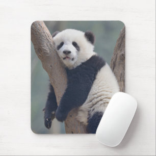 Tapis De Souris Cutest Baby Animals   Baby Panda Bear Sleeping