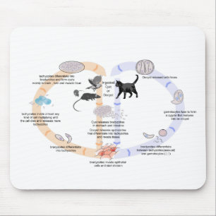 Tapis De Souris Cycle de vie de Toxoplasma gondii du diagramme de 