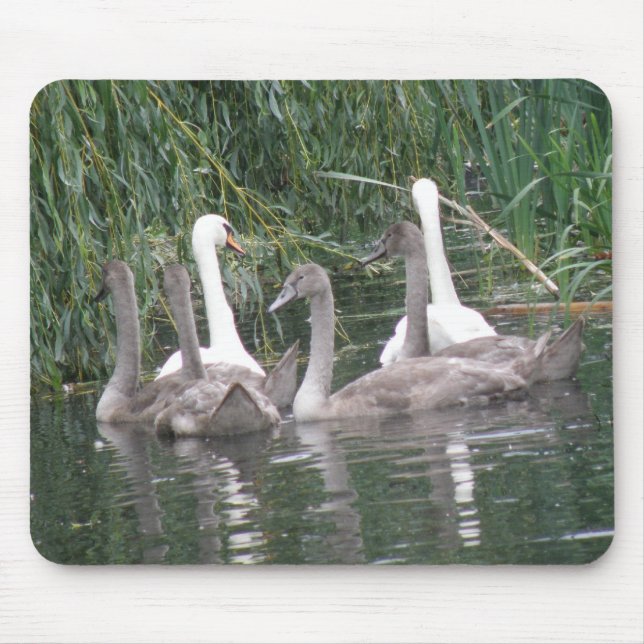 Tapis De Souris Cygnes et Cygnets Mousepad (Devant)