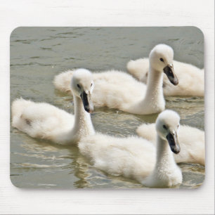 Tapis De Souris Cygnets de cygne nager
