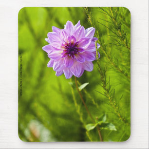 Tapis de souris Dahlia rose, effet aquarelle