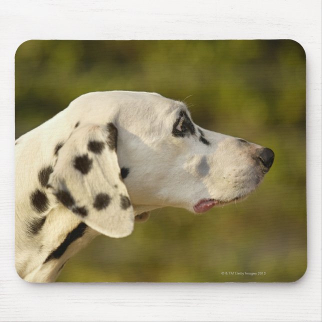 Tapis De Souris Dalmatien 4 (Devant)