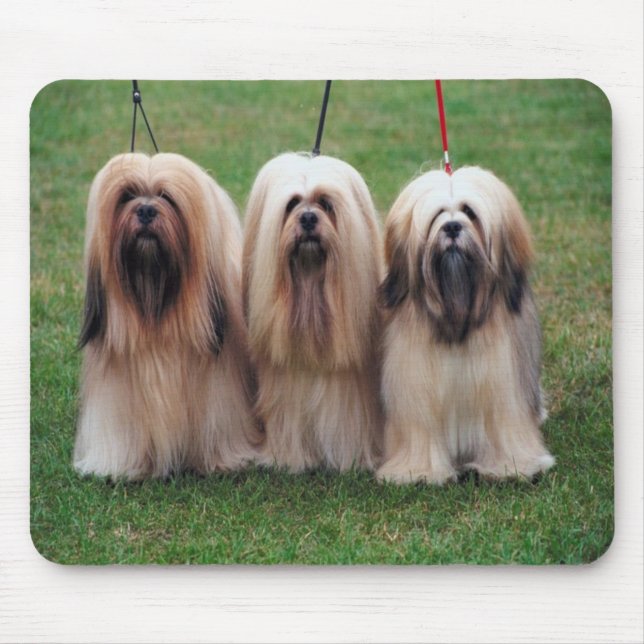 Tapis de souris d'apso de Lhasa (Devant)