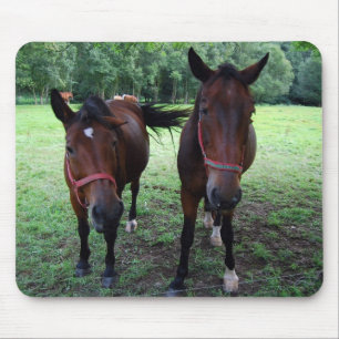 Tapis De Souris Dark brown Horses on pasture