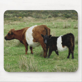 Tapis De Souris Dartmoor a ceinturé la vache et le veau à Galloway