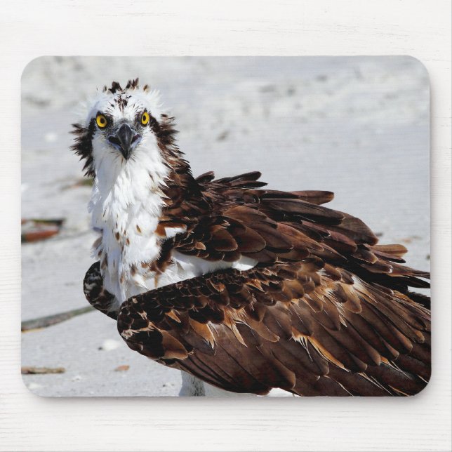 Tapis de souris de balbuzard (Devant)