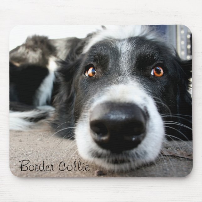 Tapis de souris de border collie (Devant)