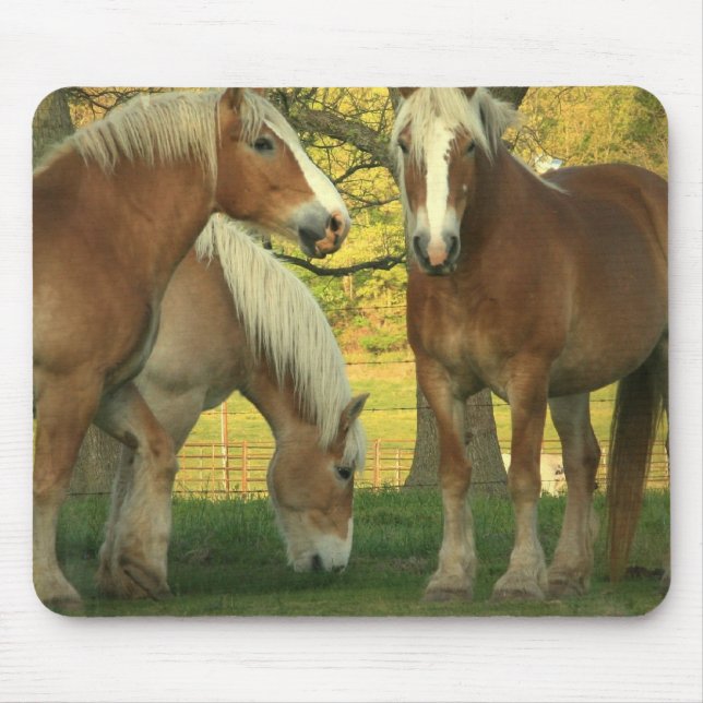 Tapis de souris de chevaux de trait de palomino (Devant)