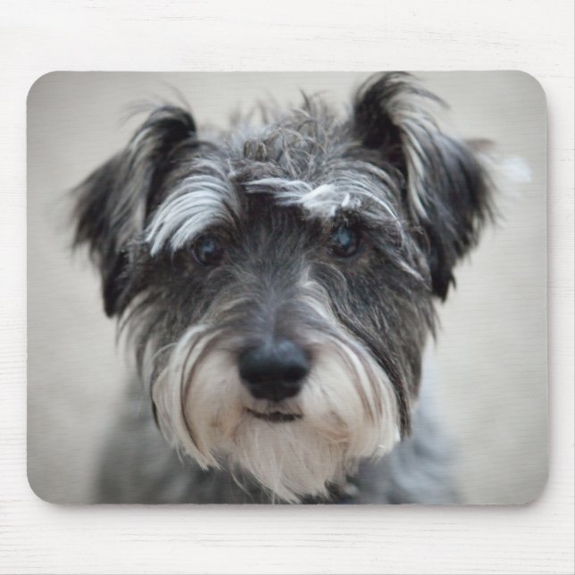 Tapis de souris de chien de Schnauzer (Devant)
