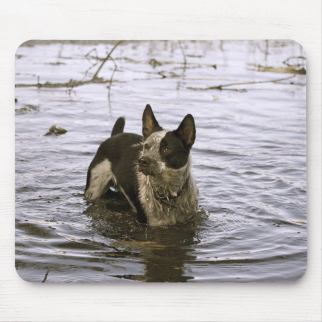 Tapis de souris de chien du Queensland Heeler (Devant)