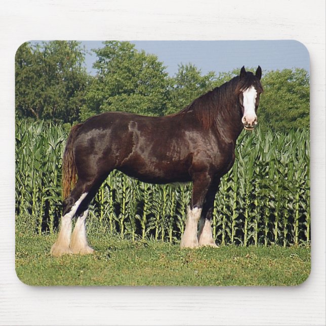 Tapis de souris de Clydesdale (Devant)