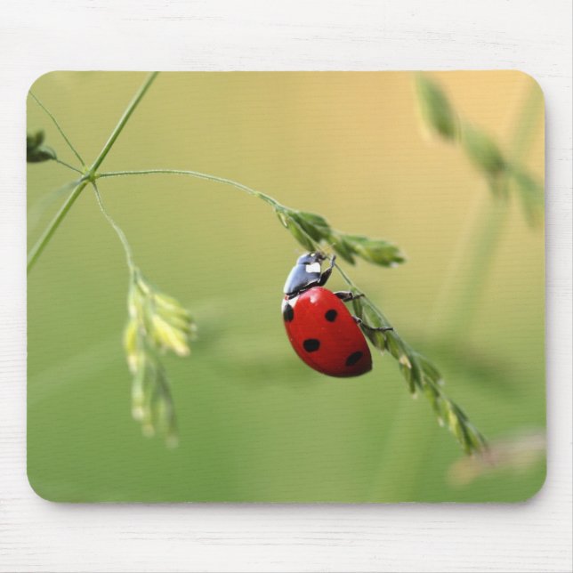 Tapis de souris de coccinelle (Devant)