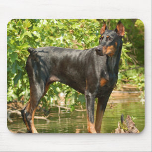 Tapis de souris de dobermann