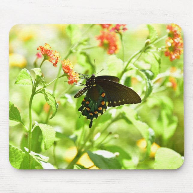 Tapis de souris de papillon (Devant)