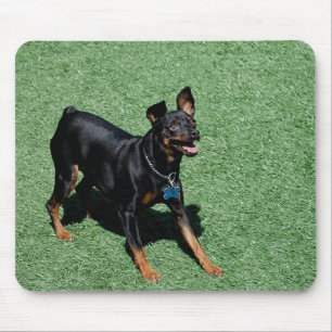 Tapis de souris de Pinscher miniature