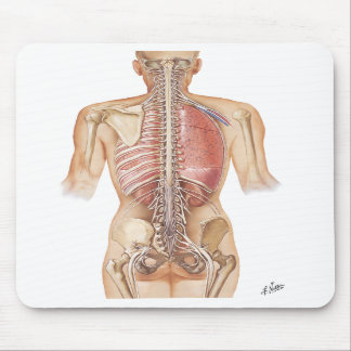 Tapis de souris d'épine de Netter