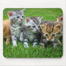 Design - Cute chatons