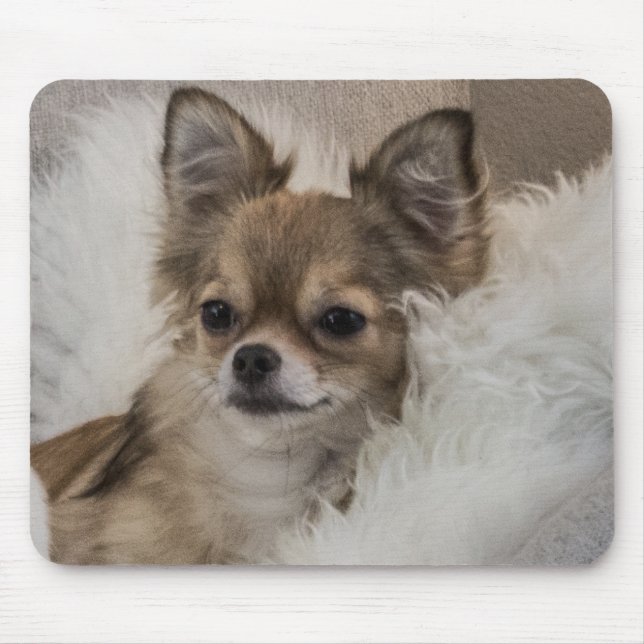 Tapis De Souris Détente du Chihuahua gâté (Devant)