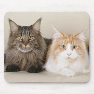 Tapis De Souris Deux chats à coon du Maine