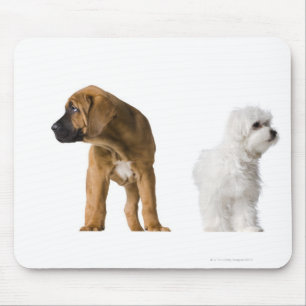 Tapis De Souris Deux Chiens