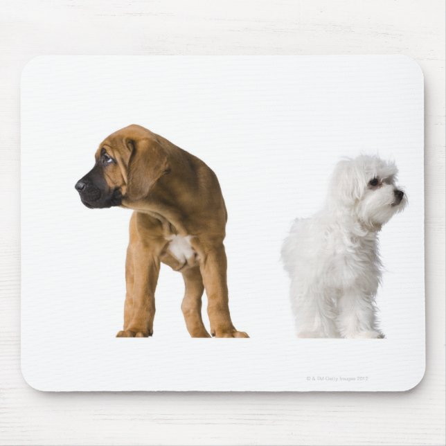 Tapis De Souris Deux Chiens (Devant)