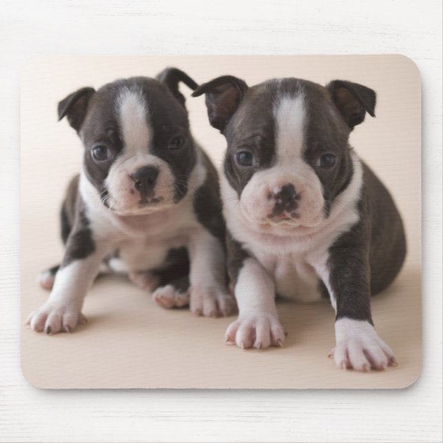 Tapis De Souris Deux chiots de Boston Terrier (Devant)